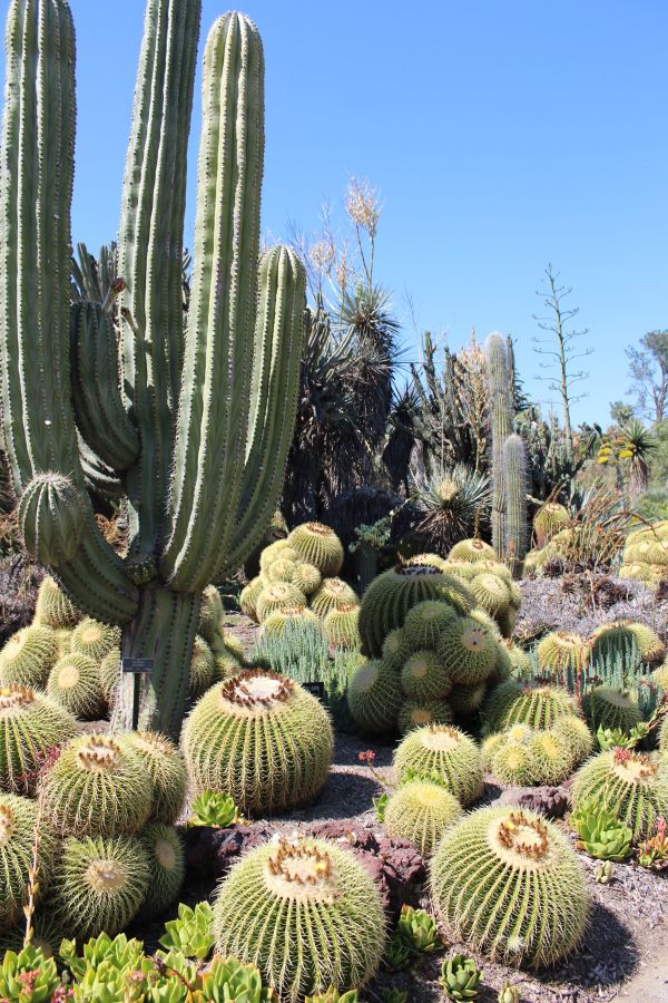 Botanical Gardens in Pasadena | Visit Pasadena