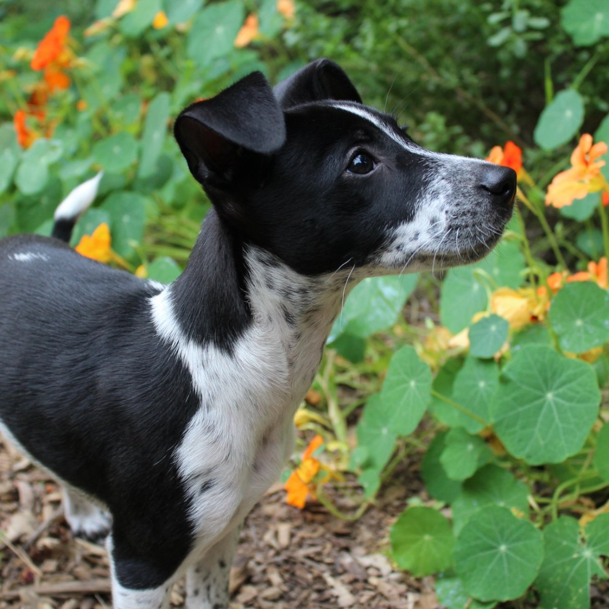 The Children's Room Blog: Bark in the Park